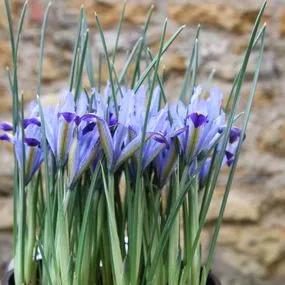 Carolina Dwarf Iris Bulbs (Iris reticulata Carolina) Img 3